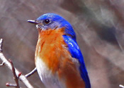 Eastern Bluebird