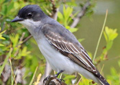 Eastern Kingbird