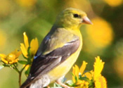 Goldfinch Yellow
