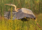 Great Blue Heron