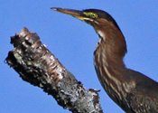 Green Heron