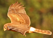 Harrier Glide