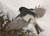 Junco and First Snow