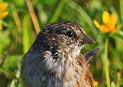 Juvenile Sparrow