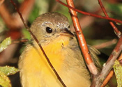 Juvenile Warbler