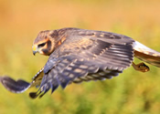 Northern Harrier