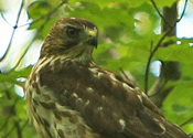 Red Tailed Hawk