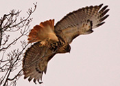 Red-tailed takeoff