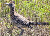 Roadrunner