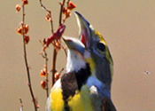 Singing Dickcissel