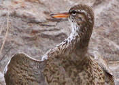 Spotted Sandpiper