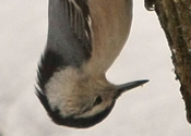 Upside Down Nuthatch