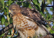 Broad Winged Hawk