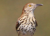 Brown Thrasher