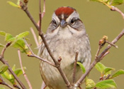 Chipping sparrow