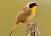 Common yellow throat