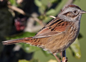 Fall sparrow