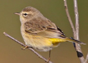 Fall warbler