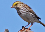 Female bobolink