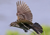 Female red-winged