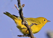 Female yellow warbler