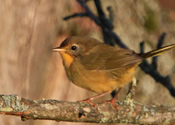 Female yellow throatk