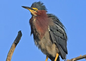 Green heron