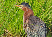 Green heron in the high grass