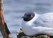 Gull near Davis