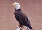 Adult eagle