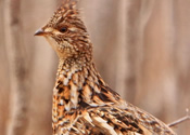 Spring grouse