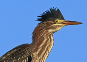 Juvenile green heron