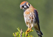 Kestrel