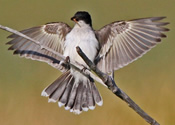 Kingbird landing