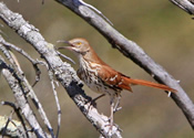 Nesting thrashers