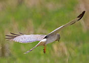 Northern harrier