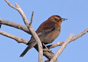 Rusty black bird