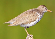 Sandpiper