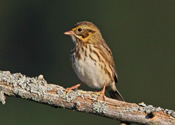 Savannah sparrow