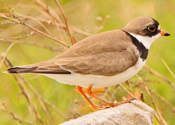 Semipalmated Plover near Davis