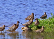 Short-billed dowitcher near Davis