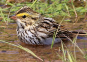 Sparrow bath