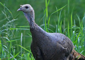 Wild turkey