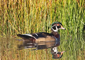 Wood duck