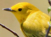 Yellow warbler