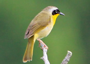 Yellow throat