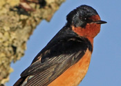 Barn Swallow