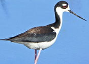 Black-necked Stilt