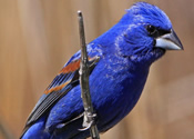 Blue Grosbeak