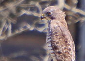 Coopers Hawk